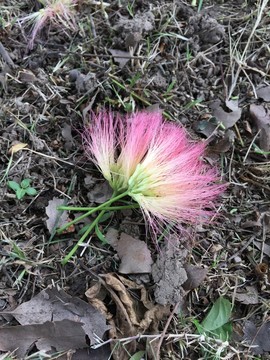 合歡樹花