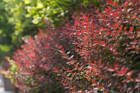 紅色葉子紅葉小檗