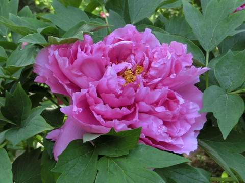 牡丹花