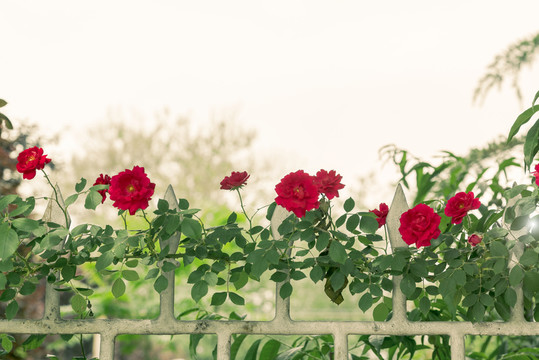 紅色薔薇