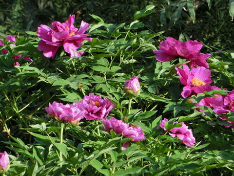 牡丹花