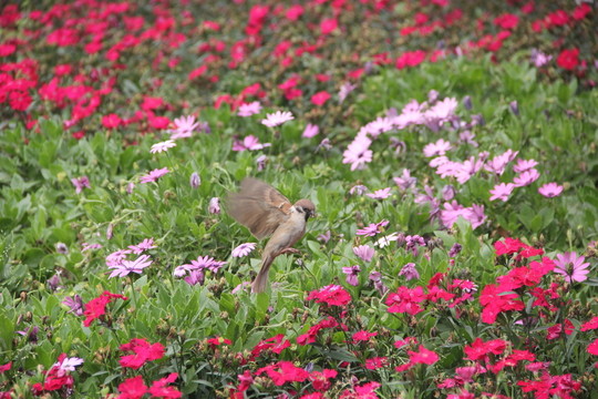 麻雀花叢飛舞二