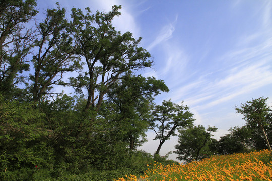 山林