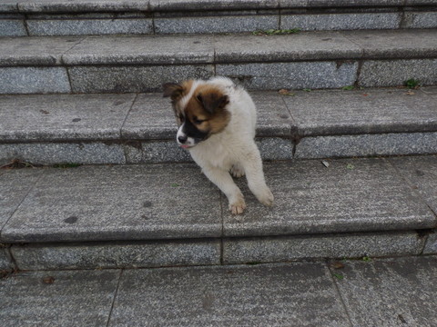 小狗
