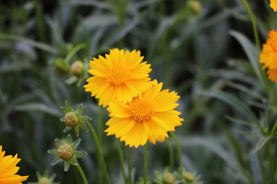 野菊花