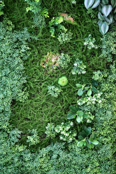 綠色植物墻