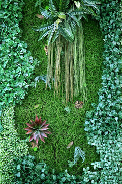 綠色植物墻 綠植 植物墻 花卉
