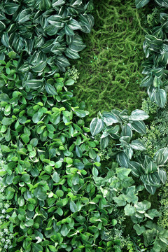 綠色植物墻 綠植 植物墻 花卉