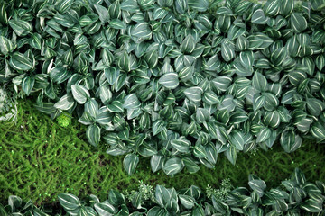 綠色植物墻 綠植 植物墻 花卉