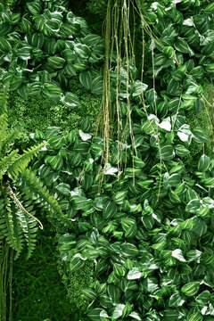 綠色植物墻 綠植 植物墻 花卉