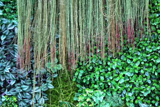 綠色植物墻