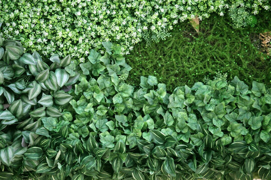 綠色植物墻 綠植 植物墻 花卉