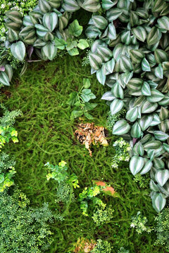 綠色植物墻 綠植 植物墻 花卉