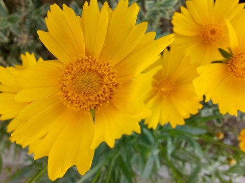 春菊 小黃花 茼蒿 洋甘菊