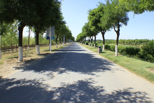 公園路邊綠化