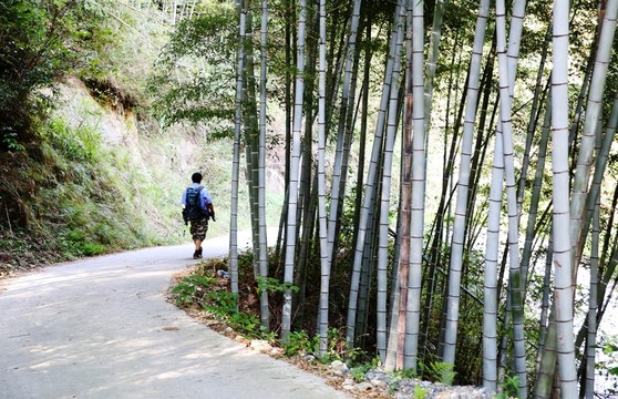 竹林山路