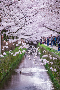 日本京都哲學(xué)之道櫻花滿開景色