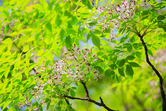 苦楝樹花