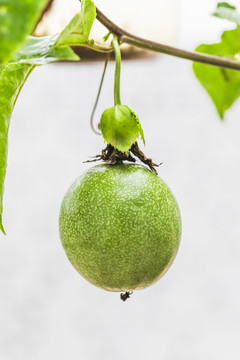 百香果