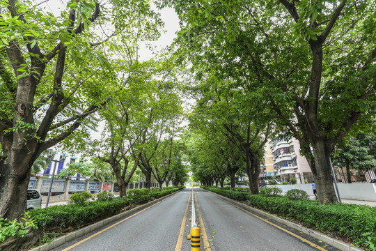 樹蔭馬路