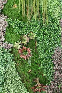 綠色植物墻 綠植 植物墻 花卉