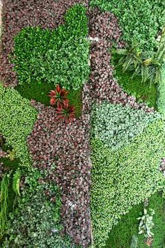 綠色植物墻 綠植