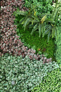 綠色植物墻 綠植 植物墻 花卉