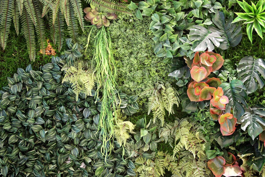 綠色植物墻 綠植 植物墻 花卉