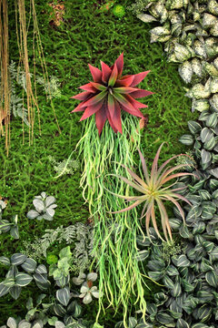 綠色植物墻 綠植 植物墻 花卉