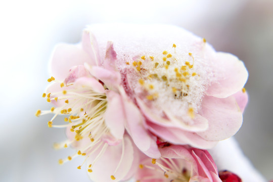 梅花