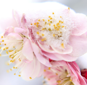 梅花