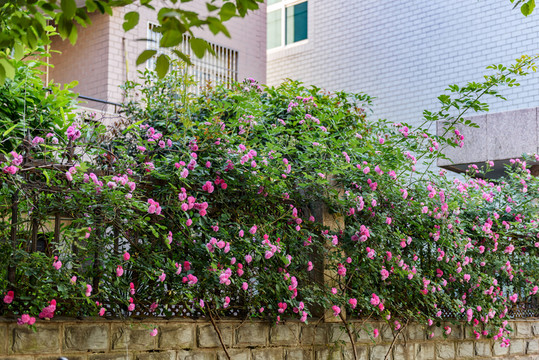 薔薇