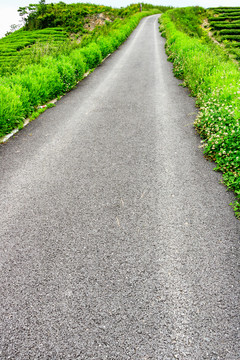 柏油路