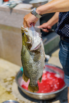殺魚 老虎魚