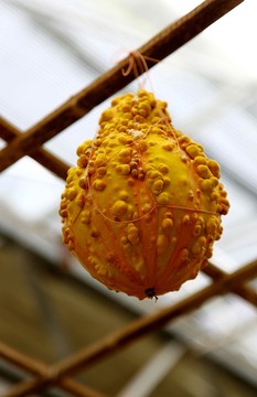 蔬菜 奇珍 異果  異形