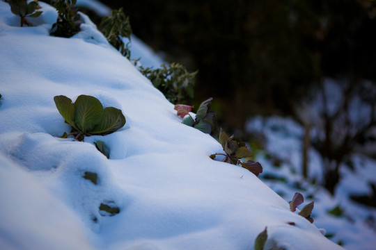 尼泊爾徒步 雪中的蘿卜