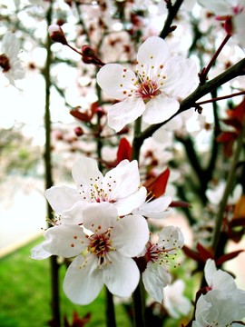 李花