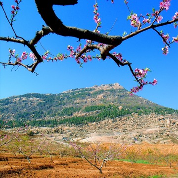 山谷 桃花
