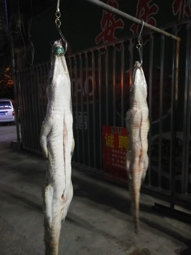 解剖鱷魚