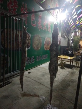 解剖鱷魚