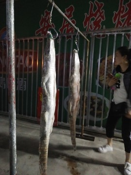 懸掛鱷魚