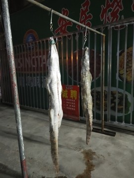 鱷魚