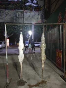 宰殺鱷魚