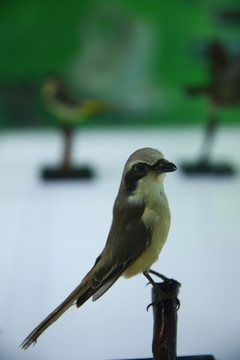 紅尾伯勞標(biāo)本