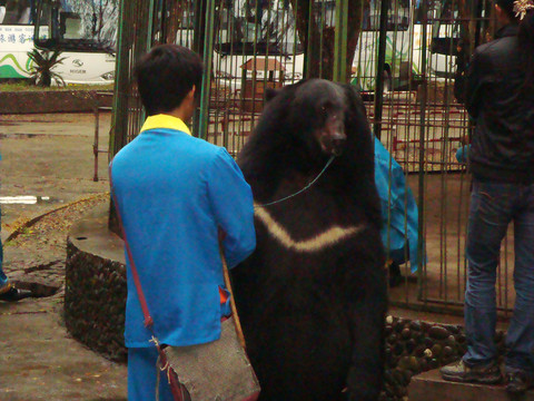 人與狗熊 動(dòng)物園狗熊