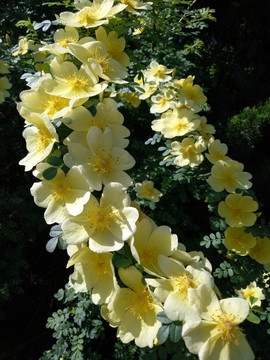 花草