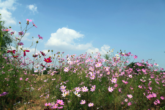 波斯菊