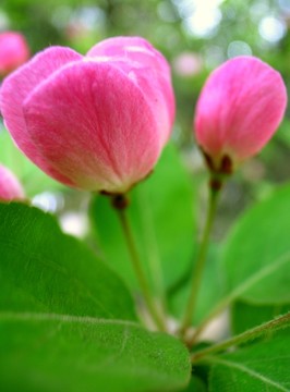 木李花
