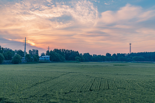 麥田早晨