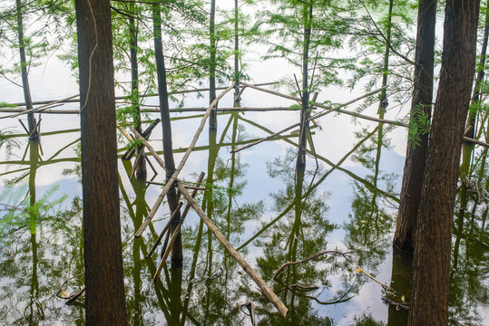 湖面水杉